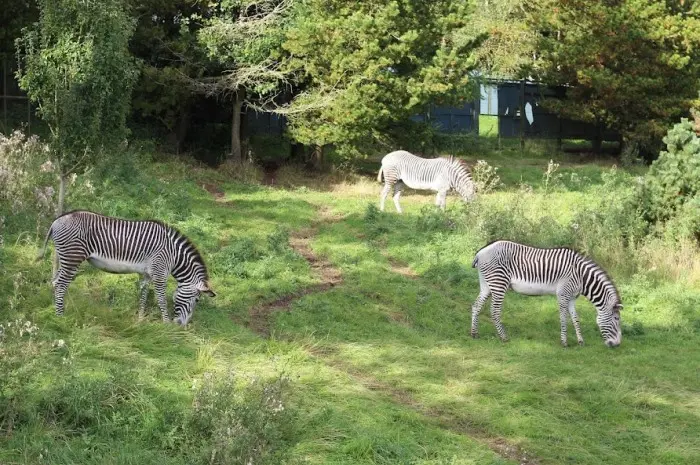 Edinburgh Zoo