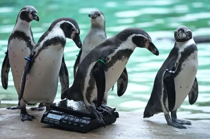 London Zoo