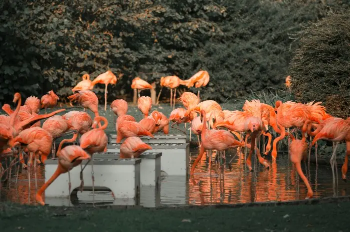 Audubon Zoo