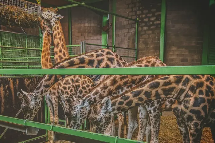 Belfast Zoo