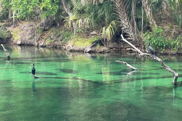 Blue Spring State Park