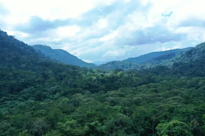 Bwindi Impenetrable Forest