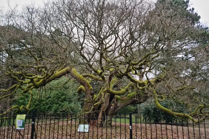 Calderstones Park