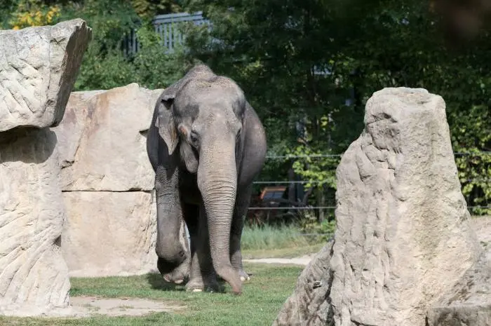 Chester Zoo