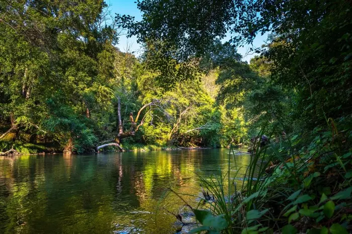 Daintree Rainforest, Australia