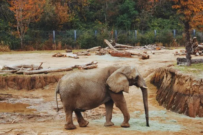 Dallas Zoo
