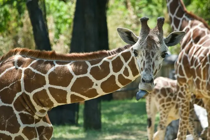 Fort Worth Zoo