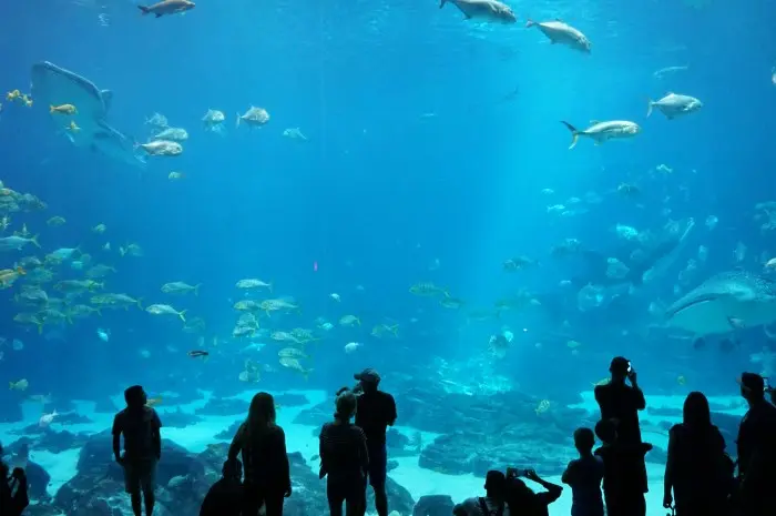 Georgia Aquarium