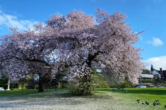 Green Lake Park