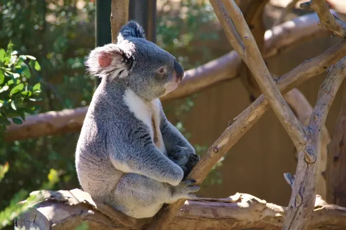 Healesville Sanctuary (Zoos Victoria)