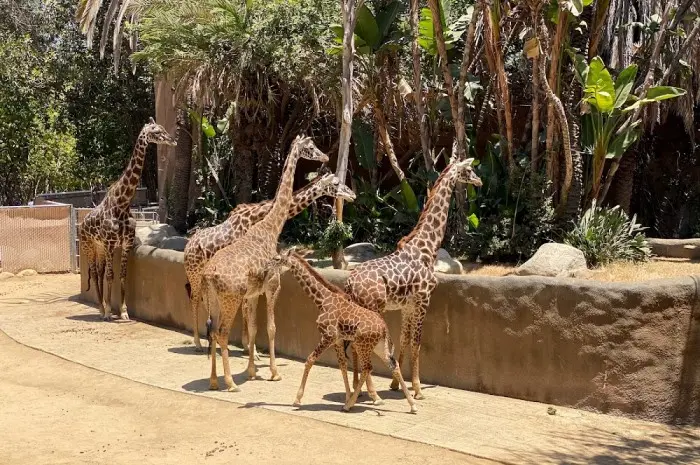 Los Angeles Zoo