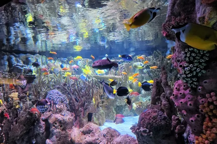 New England Aquarium