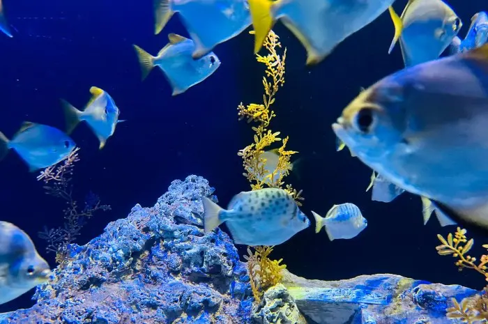 S.E.A. Aquarium