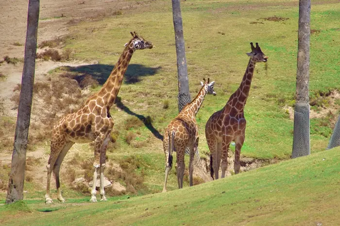 San Diego Zoo Safari Park