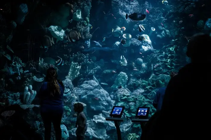 Shedd Aquarium