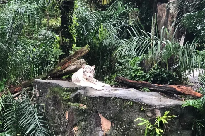 Singapore Zoo