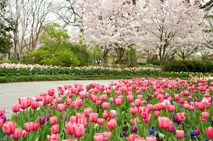 The Dallas Arboretum and Botanical Garden
