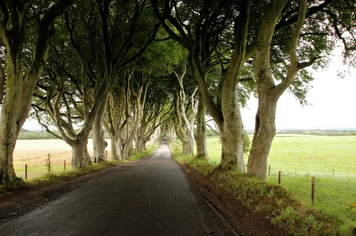 The Dark Hedges