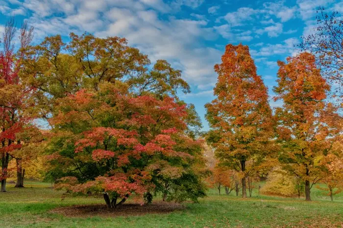 The Morton Arboretum