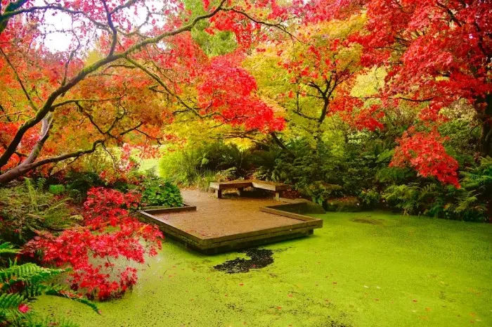 Washington Park Arboretum